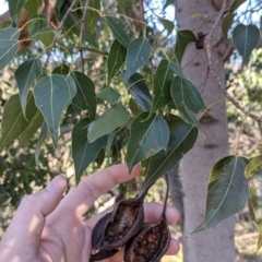 Brachychiton populneus (Kurrajong) at West Wodonga, VIC - 2 Aug 2021 by Darcy