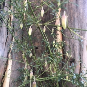 Clematis leptophylla at Belconnen, ACT - 2 Aug 2021