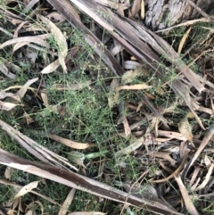 Clematis leptophylla at Belconnen, ACT - 2 Aug 2021