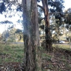 Clematis leptophylla at Belconnen, ACT - 2 Aug 2021