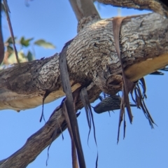 Cormobates leucophaea (White-throated Treecreeper) at West Wodonga, VIC - 2 Aug 2021 by Darcy