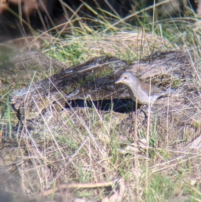 Colluricincla harmonica (Grey Shrikethrush) at West Wodonga, VIC - 2 Aug 2021 by Darcy