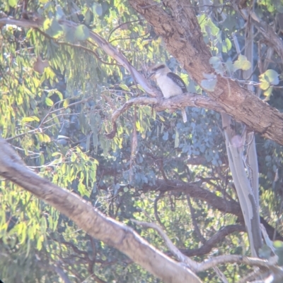 Dacelo novaeguineae (Laughing Kookaburra) at West Wodonga, VIC - 2 Aug 2021 by Darcy