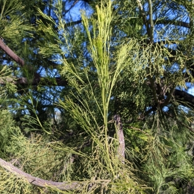 Exocarpos cupressiformis (Cherry Ballart) at West Wodonga, VIC - 2 Aug 2021 by Darcy