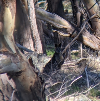 Wallabia bicolor (Swamp Wallaby) at West Wodonga, VIC - 2 Aug 2021 by Darcy