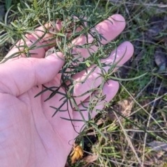 Xerochrysum viscosum (Sticky Everlasting) at West Wodonga, VIC - 2 Aug 2021 by Darcy