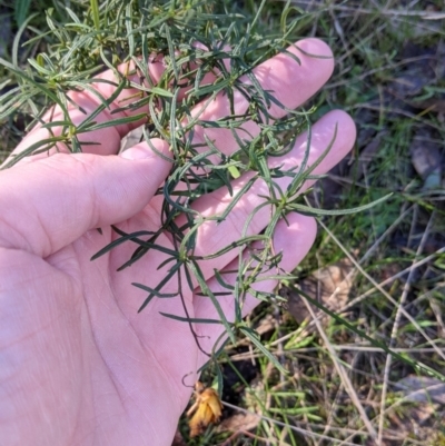 Xerochrysum viscosum (Sticky Everlasting) at West Wodonga, VIC - 2 Aug 2021 by Darcy