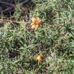 Xerochrysum viscosum (Sticky Everlasting) at West Wodonga, VIC - 2 Aug 2021 by Darcy