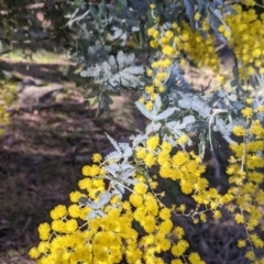 Acacia baileyana (Cootamundra Wattle, Golden Mimosa) at West Wodonga, VIC - 2 Aug 2021 by Darcy