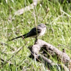 Rhipidura albiscapa (Grey Fantail) at Thurgoona, NSW - 30 Jul 2021 by PaulF