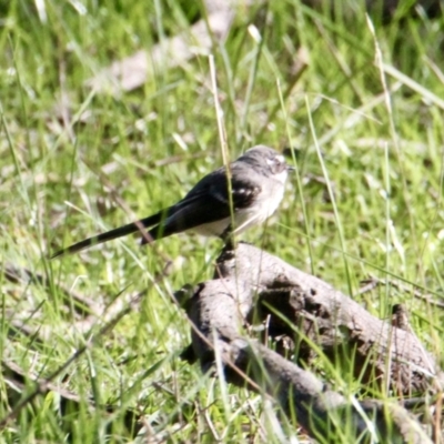 Rhipidura albiscapa (Grey Fantail) at Thurgoona, NSW - 30 Jul 2021 by PaulF