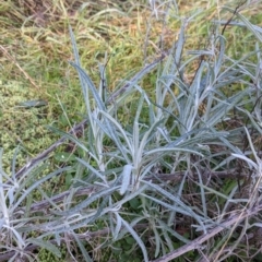 Senecio quadridentatus (Cotton Fireweed) at West Wodonga, VIC - 2 Aug 2021 by Darcy