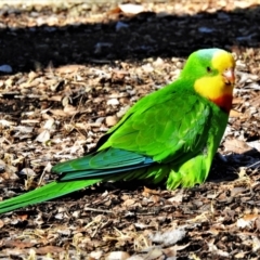 Polytelis swainsonii (Superb Parrot) at Wanniassa, ACT - 2 Aug 2021 by JohnBundock