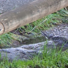 Rhipidura albiscapa (Grey Fantail) at West Wodonga, VIC - 2 Aug 2021 by Darcy