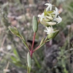 Pimelea linifolia subsp. linifolia (Queen of the Bush, Slender Rice-flower) at Majura, ACT - 2 Aug 2021 by JaneR