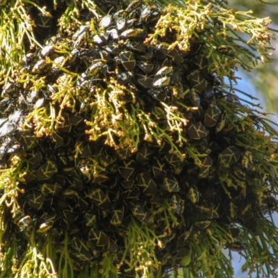 Commius elegans (Cherry Ballart Shield Bug) at Mount Majura - 29 Jul 2021 by Sarah2019