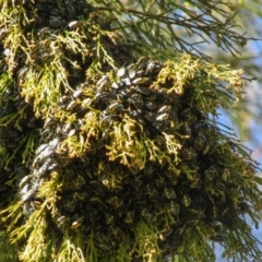 Commius elegans at Majura, ACT - 29 Jul 2021