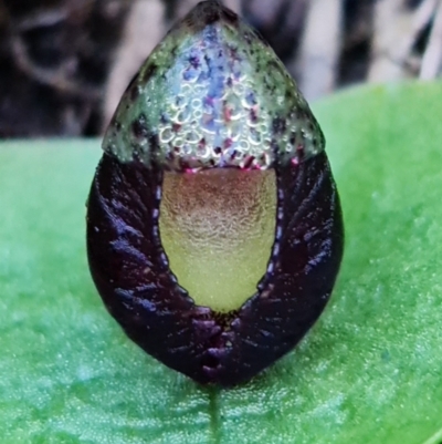 Corysanthes incurva (Slaty Helmet Orchid) at Downer, ACT by RobG1