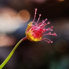 Drosera auriculata (Tall Sundew) at Downer, ACT - 2 Aug 2021 by RobG1