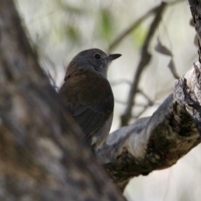 Colluricincla harmonica (Grey Shrikethrush) at Wirlinga, NSW - 30 Jul 2021 by PaulF