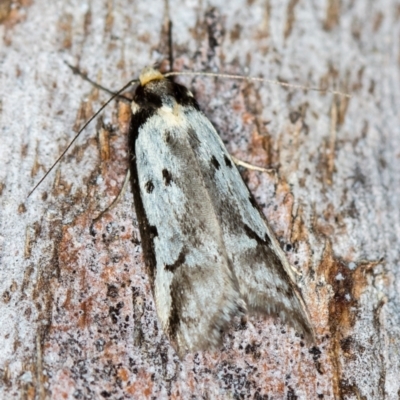 Philobota lysizona (A concealer moth) at Paddys River, ACT - 11 Nov 2018 by Bron