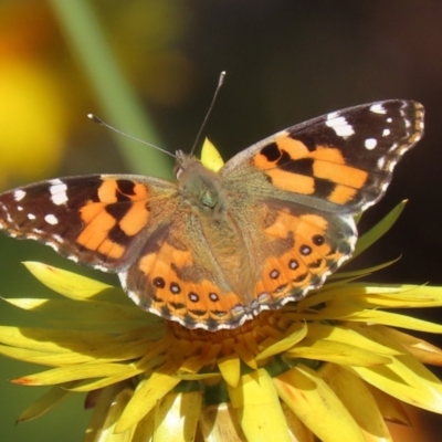 Vanessa kershawi (Australian Painted Lady) at Acton, ACT - 2 Aug 2021 by RodDeb