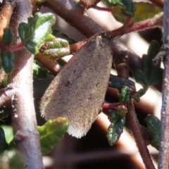 Oecophoridae (family) (Unidentified Oecophorid concealer moth) at ANBG - 2 Aug 2021 by RodDeb