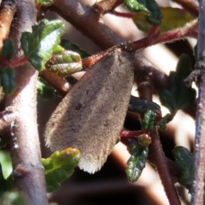 Oecophoridae (family) at Acton, ACT - 2 Aug 2021 12:15 PM