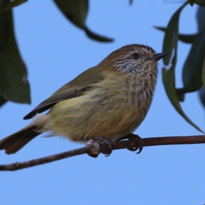 Acanthiza lineata (Striated Thornbill) at Acton, ACT - 2 Aug 2021 by RodDeb