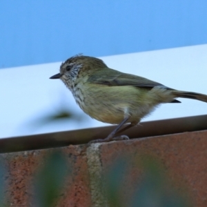 Acanthiza lineata at Acton, ACT - 2 Aug 2021