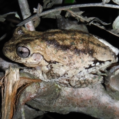 Litoria peronii (Peron's Tree Frog, Emerald Spotted Tree Frog) at Blue Mountains National Park, NSW - 19 May 2014 by PatrickCampbell