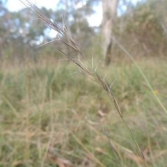 Aristida ramosa (Purple Wire Grass) at Flea Bog Flat, Bruce - 11 Apr 2021 by michaelb