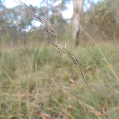 Aristida ramosa (Purple Wire Grass) at Flea Bog Flat, Bruce - 11 Apr 2021 by michaelb