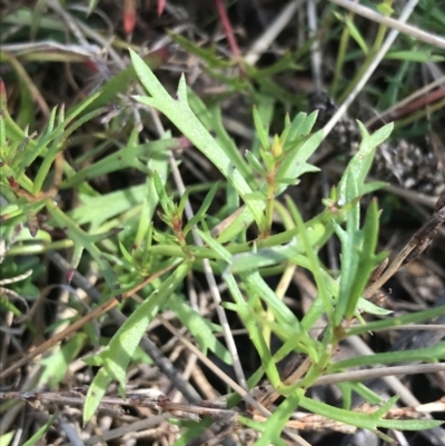 Haloragis heterophylla (Variable Raspwort) at Hughes, ACT - 31 Jul 2021 by Tapirlord