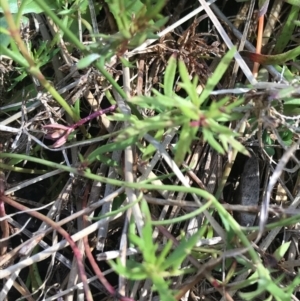 Haloragis heterophylla at Hughes, ACT - 31 Jul 2021 01:12 PM