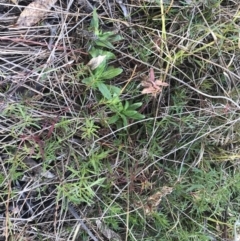 Haloragis heterophylla at Hughes, ACT - 31 Jul 2021 01:12 PM