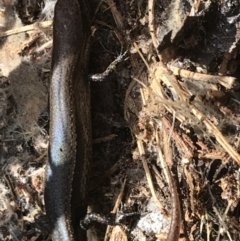 Lampropholis delicata (Delicate Skink) at Hughes, ACT - 31 Jul 2021 by Tapirlord