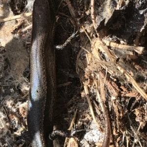 Lampropholis delicata at Hughes, ACT - 31 Jul 2021 01:16 PM