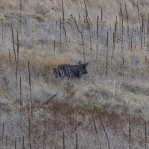 Sus scrofa at Stromlo, ACT - suppressed