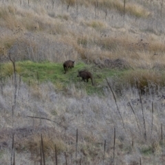 Sus scrofa at Stromlo, ACT - 31 Jul 2021