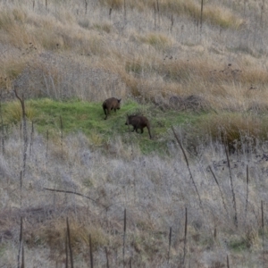 Sus scrofa at Stromlo, ACT - 31 Jul 2021