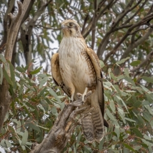 Falco berigora at Tennent, ACT - 1 Aug 2021 01:10 PM