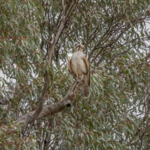 Falco berigora at Tennent, ACT - 1 Aug 2021 01:10 PM