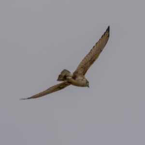 Falco berigora at Tennent, ACT - 1 Aug 2021 01:10 PM