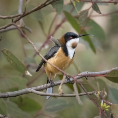 Acanthorhynchus tenuirostris (Eastern Spinebill) at Bullen Range - 31 Jul 2021 by trevsci