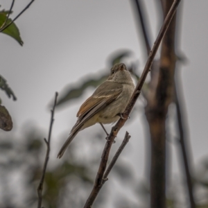 Pachycephala pectoralis at Tennent, ACT - 1 Aug 2021