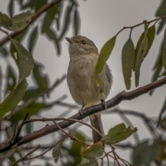 Pachycephala pectoralis at Tennent, ACT - 1 Aug 2021