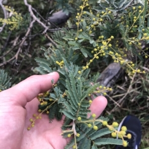 Acacia baileyana x Acacia decurrens at Hughes, ACT - 31 Jul 2021