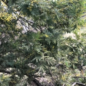 Acacia baileyana x Acacia decurrens at Hughes, ACT - 31 Jul 2021