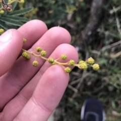 Acacia baileyana x Acacia decurrens at Hughes, ACT - 31 Jul 2021